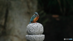 ジャン・ジャン