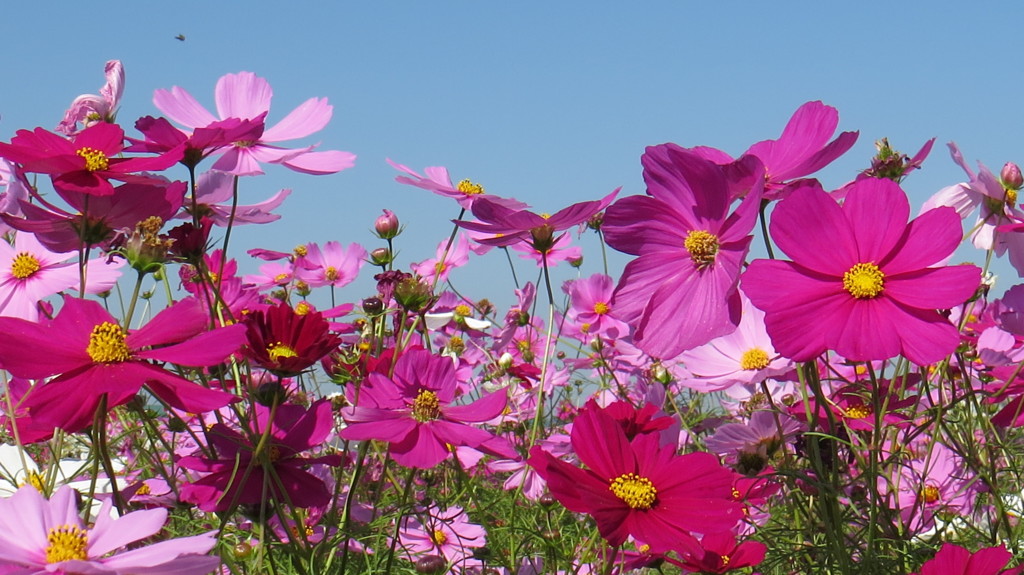 秋桜
