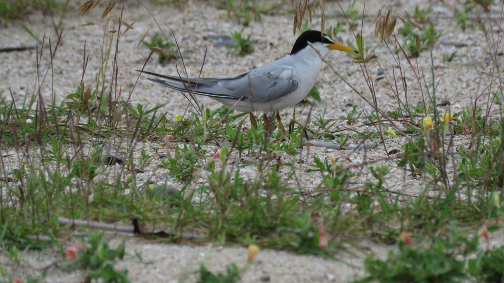 ヒナを見守る親鳥