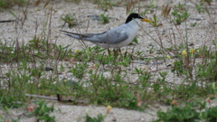 ヒナを見守る親鳥