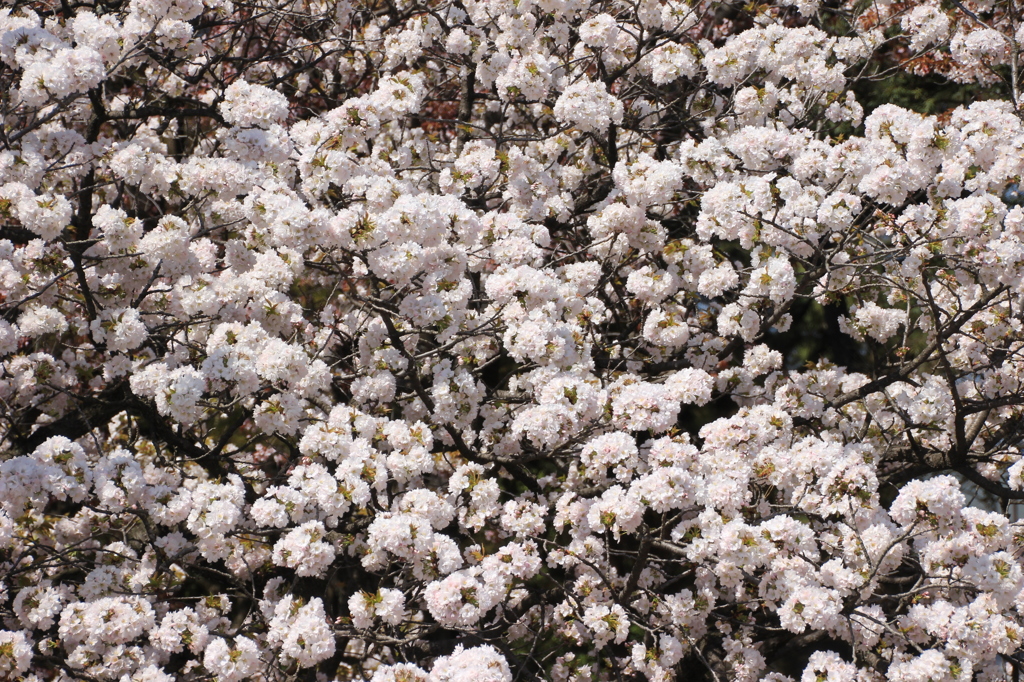 京都御所　桜６