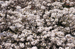 京都御所　桜６