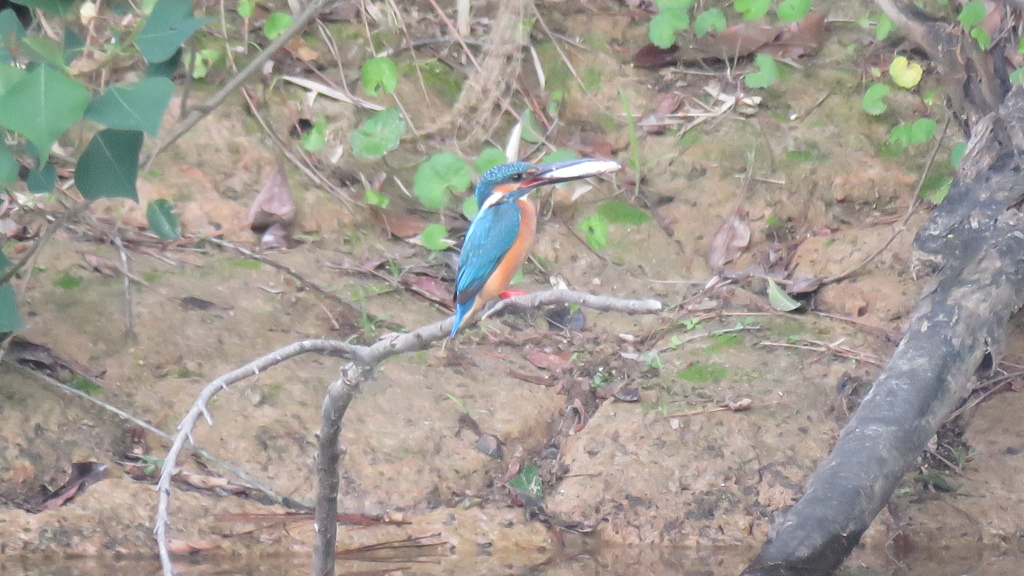 ご飯捕ってきたよ　byパパ