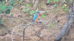 ご飯捕ってきたよ　byパパ