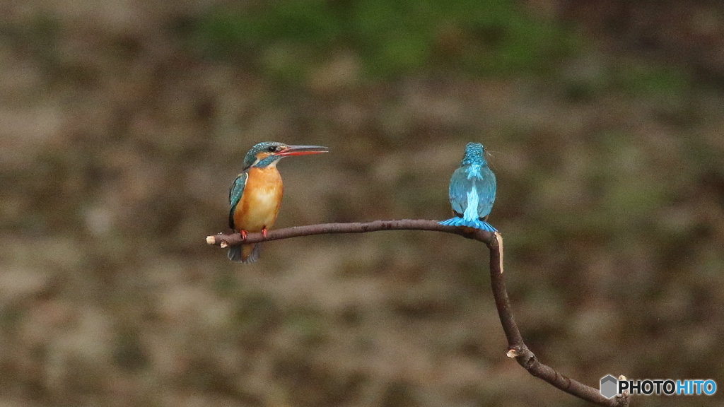 求愛給餌ならず１