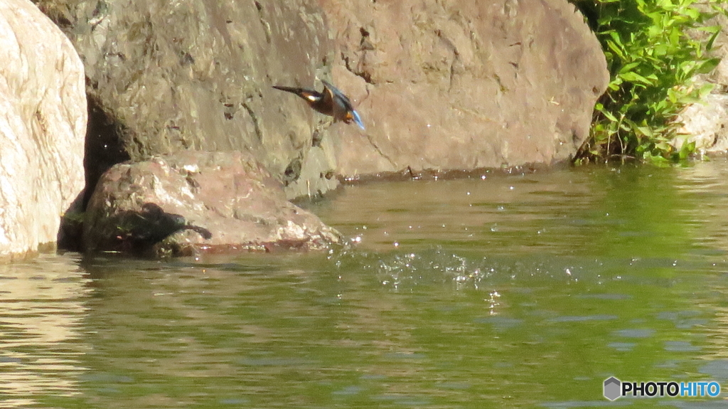 カワセミの飛び込み５