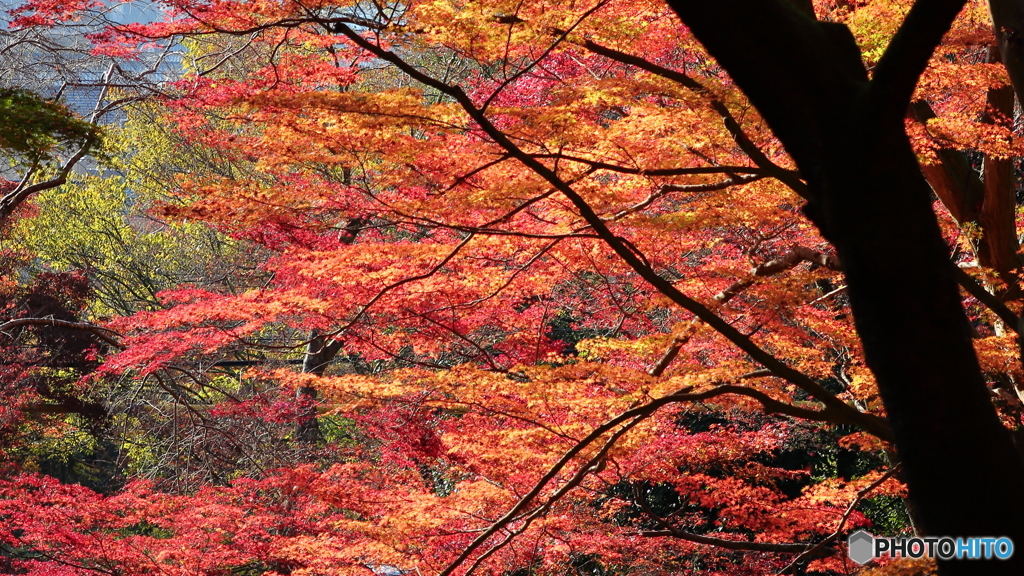 紅葉２