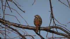 ホオジロの後ろ姿