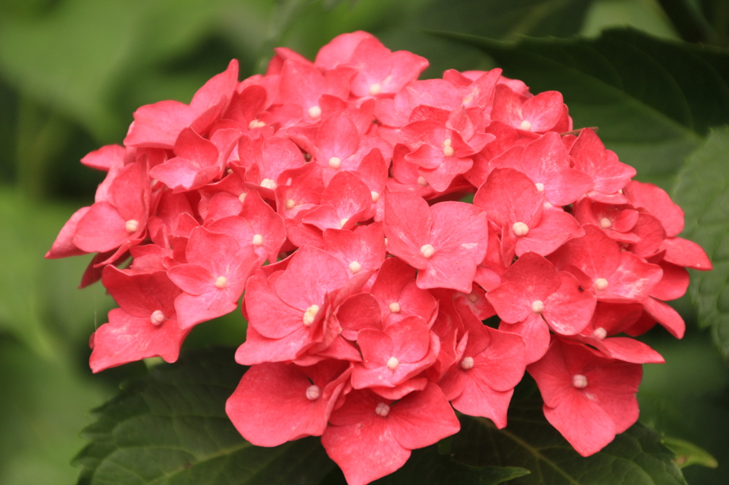 浄土寺の紫陽花