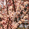 智積院 梅