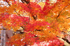 赤・黄色・ピンク・緑の紅葉
