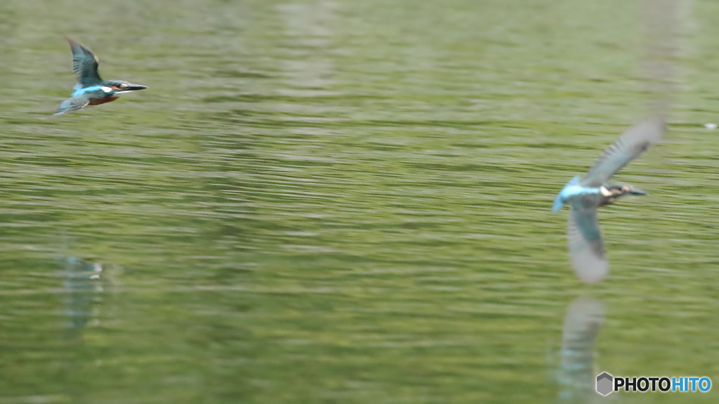 オスカワ、ヒナ鳥を追い出しにかかる５