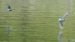 オスカワ、ヒナ鳥を追い出しにかかる５