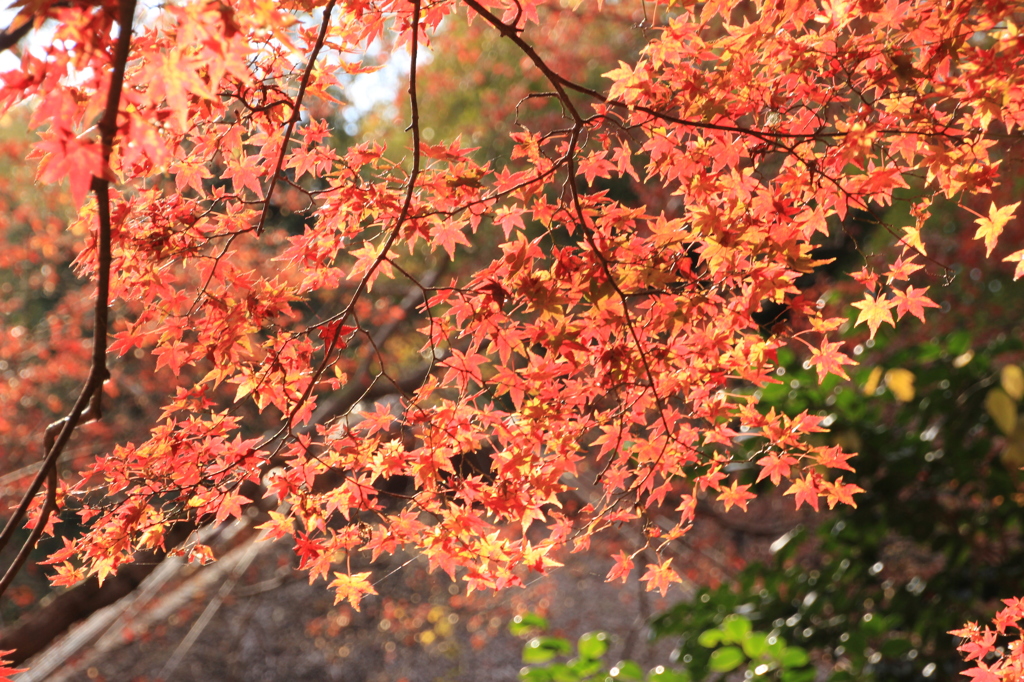 晩秋の祇王寺 4