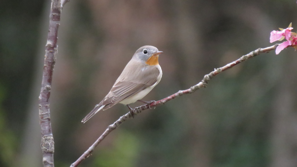 か・わ・い・い