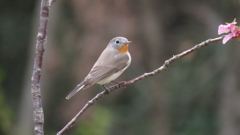 か・わ・い・い