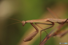 コカマキリ？