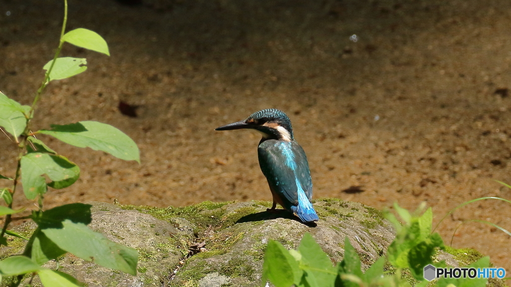凛々しい後ろ姿ですね