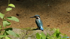 凛々しい後ろ姿ですね