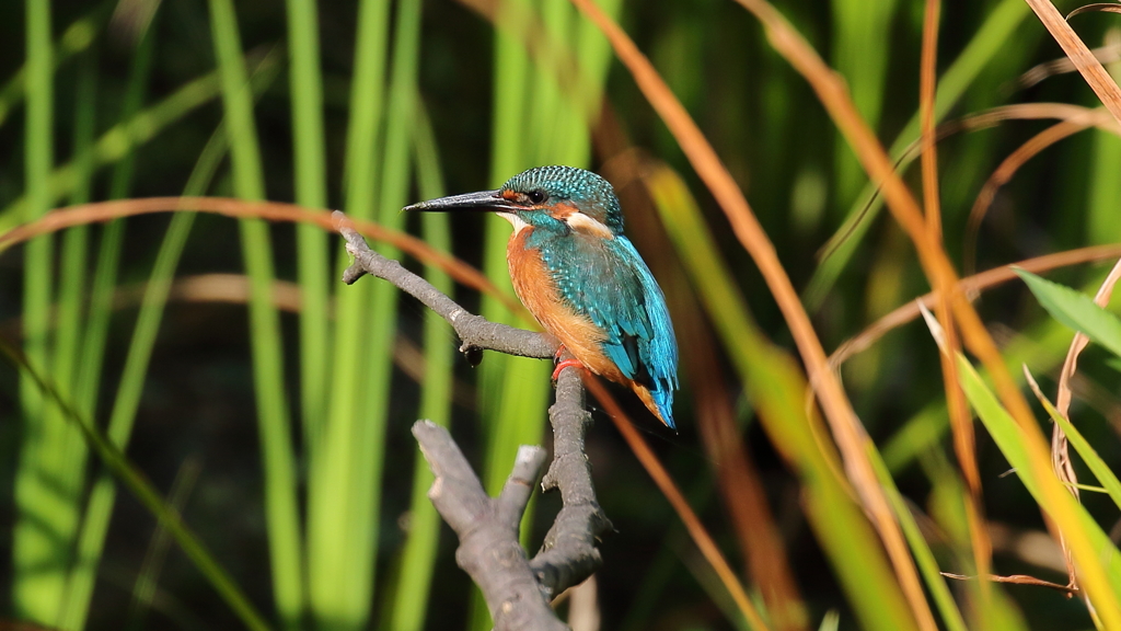エビは居ないか２