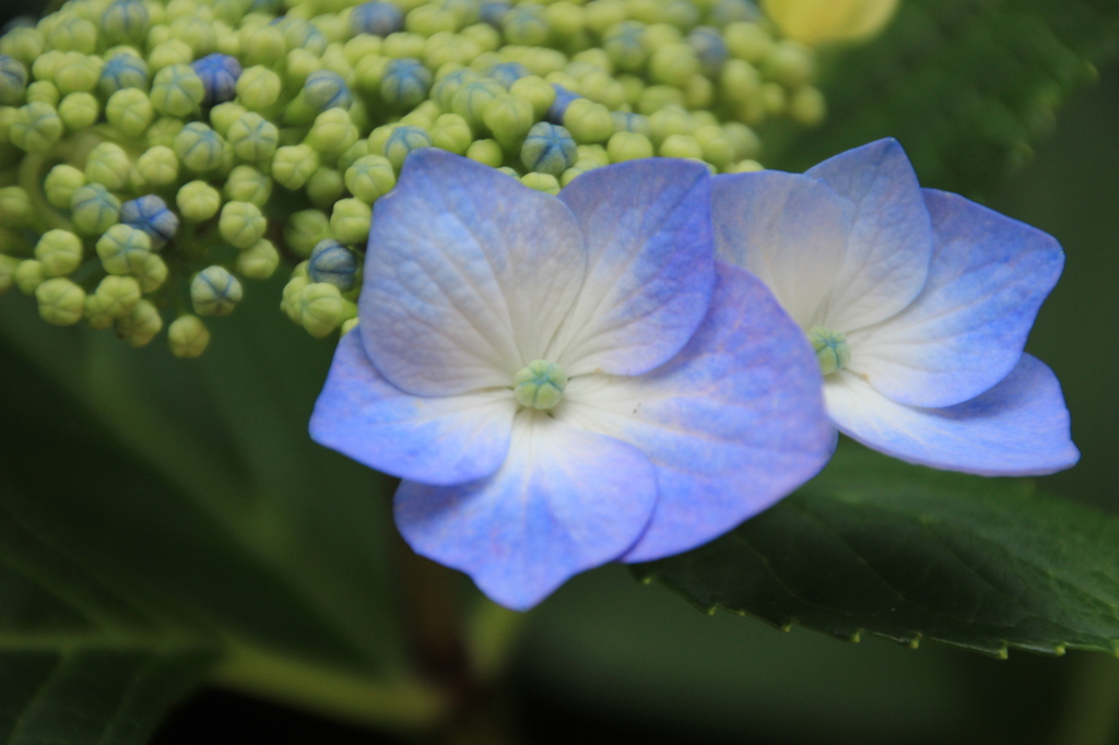 額紫陽花