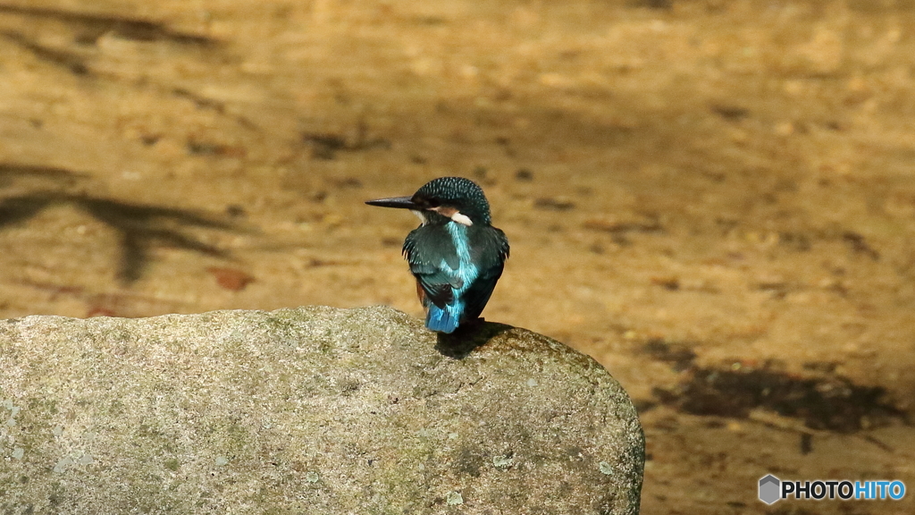 エビは居ないか