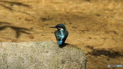 エビは居ないか