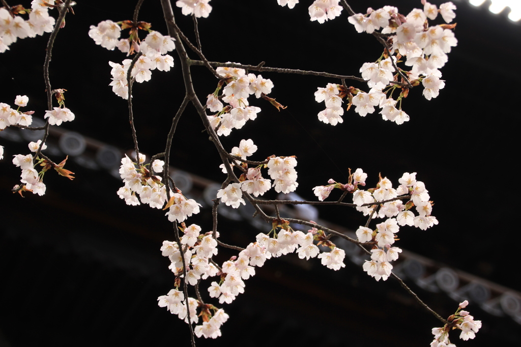 南禅寺山門をバックに