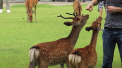 外国人に餌をねだる鹿