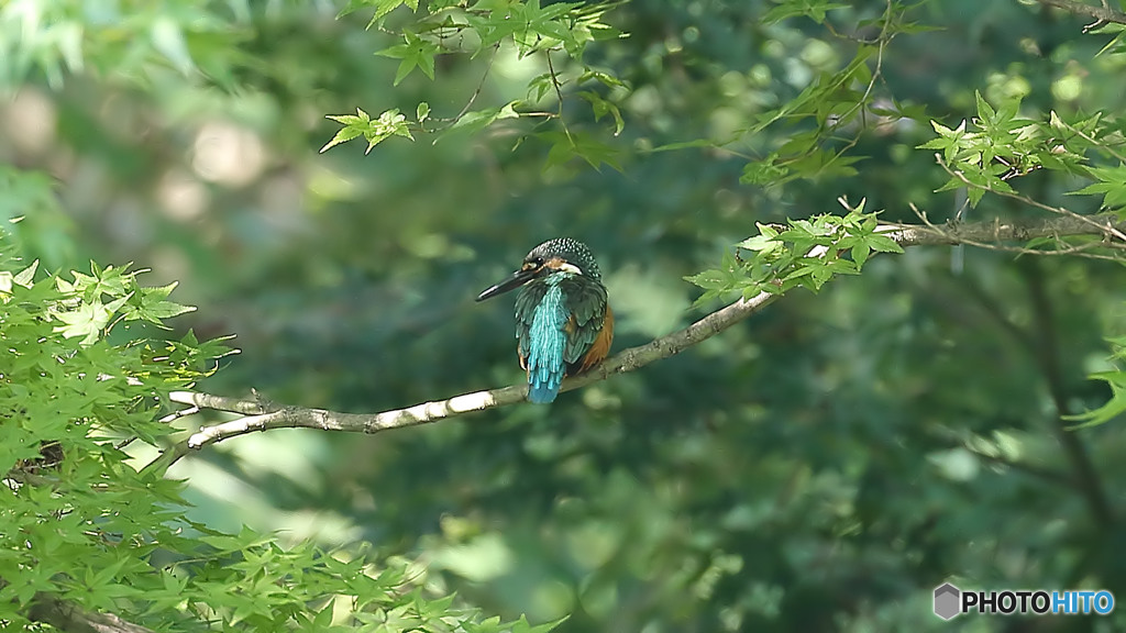 モミジの木の中で