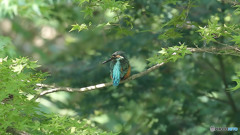 モミジの木の中で