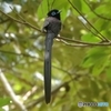 見返りサンコウチョウ