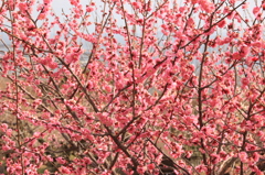綾部山梅林７