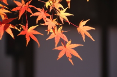 紅葉