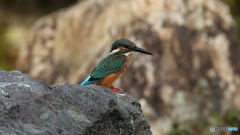 久々の庭園のカワセミ