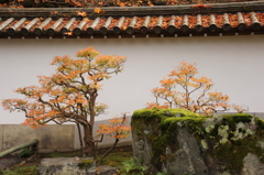 紅葉