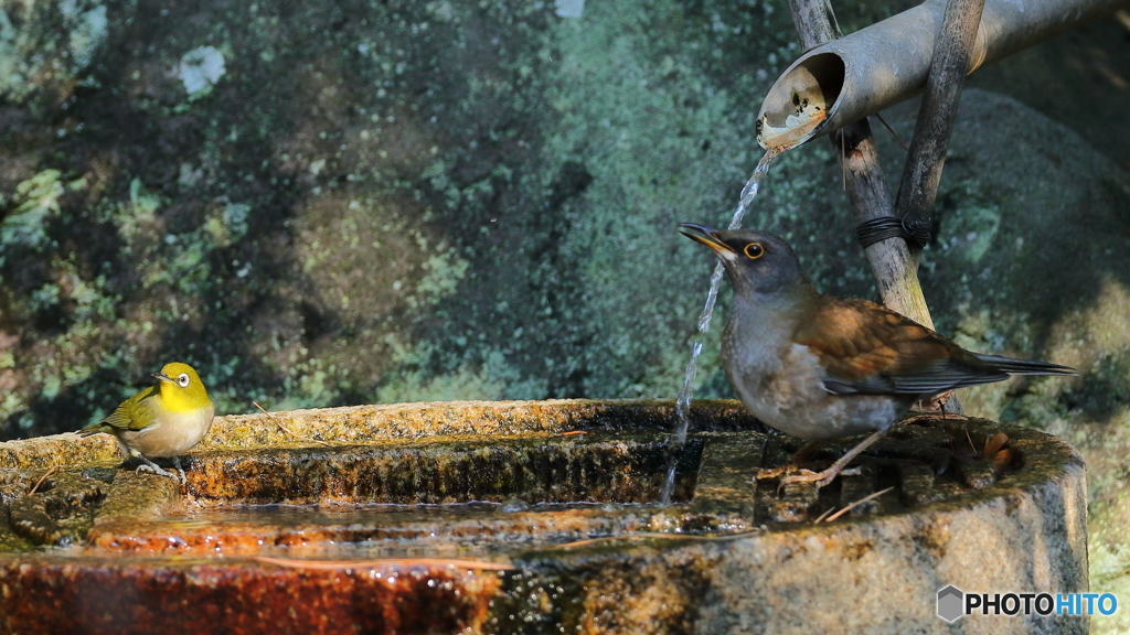 水琴窟に集まる野鳥たち（シロハラ＆メジロ）