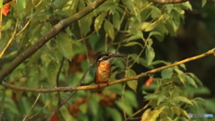 次はエビを食べたいな～