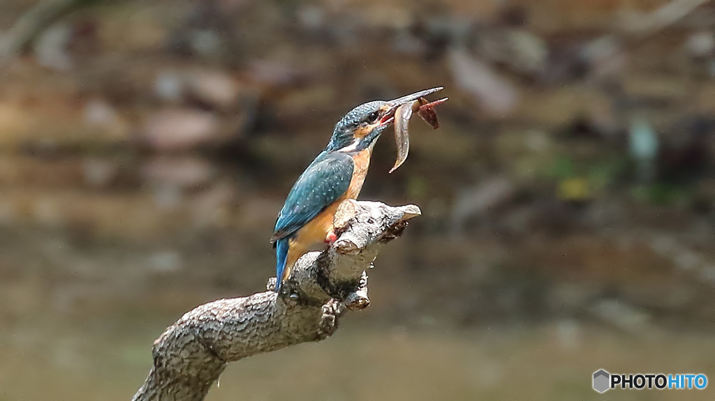 ドジョウを捕って来ました