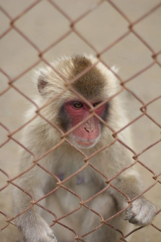 高宕山自然動物園