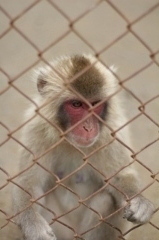 高宕山自然動物園