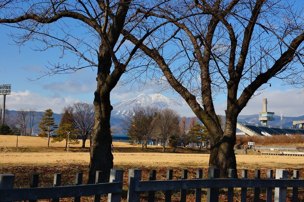 桜の樹の間から見える飯綱山