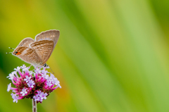 散り間際のPetit Papillon