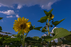 Late-blooming sunflower