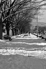 白い散歩路