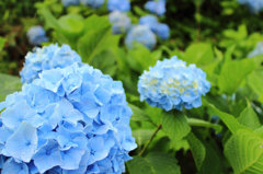 8月の紫陽花