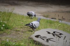 平和の象徴