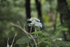 お花