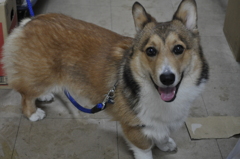 隣の家の犬