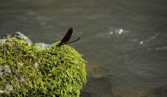 水辺の生き物